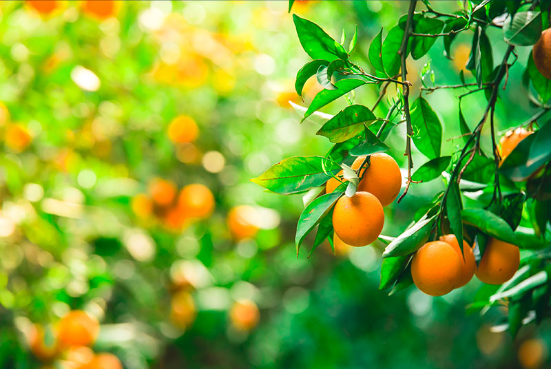La cara oculta de la naranja
