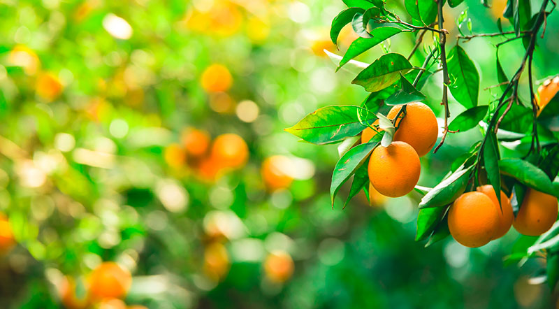 La cara oculta de la naranja