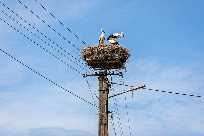 Una lacra ambiental en el territorio español: la electrocución de nuestras aves