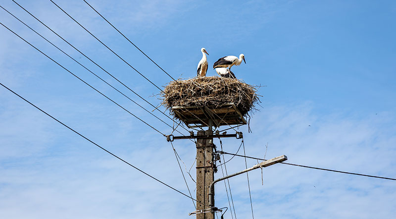 Una lacra ambiental en el territorio español: la electrocución de nuestras aves